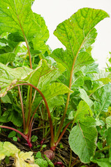 Radish In Garden