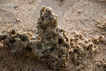 ants in anthill