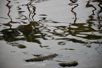 reflections in water