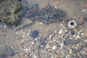 fish in water