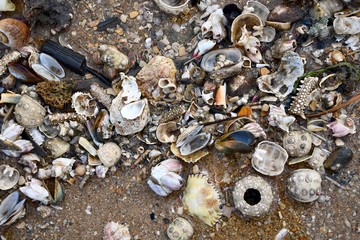 shells on the beach