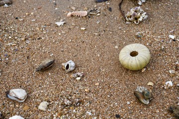 shells on the beach