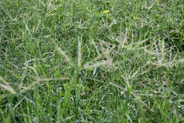 green grass in the field