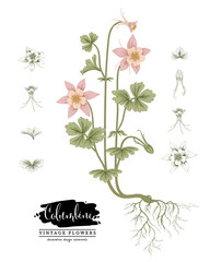 Sketch Floral Botany Collection. Pink Columbine flower (Aquilegia chrysantha) drawings. Beautiful line art on white backgrounds. Hand Drawn Botanical Illustrations. Nature Vector.
