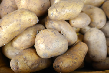 Fresh organic potato stand out among many large background potatos in the market. Heap of potatos root.