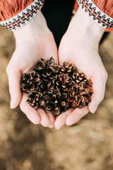 fir cones in the hands of a girl. Autumn atmosphere