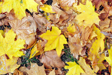 Carpet of colorful autumn leaves of canadian maple