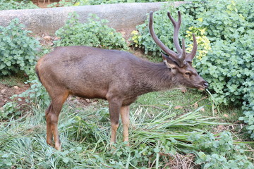 Bull elk grazing in a grassy field .Deer in the wild .