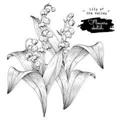 Sketch Floral Botany Collection. Lily of the valley flower drawings. Black and white with line art on white backgrounds. Hand Drawn Botanical Illustrations. Nature Vector.