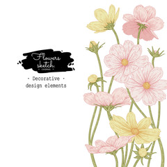 Sketch Floral Botany Collection. Pink and Yellow Cosmos flower drawings. Invitation Card. Hand Drawn Botanical Illustrations.Nature Vector.
