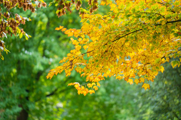 The autumn is reflected  in the trees at its best