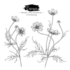 Sketch Floral Botany Collection. Cosmos flower drawings. Black and white with line art on white backgrounds. Hand Drawn Botanical Illustrations.Nature Vector.