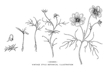 Sketch Floral Botany Collection. Cosmos flower, Root and Leaf drawings. Black and white with line art on white backgrounds. Hand Drawn Botanical Illustrations.Nature Vector.