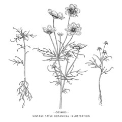 Sketch Floral Botany Collection. Cosmos flower, Root and Leaf drawings. Black and white with line art on white backgrounds. Hand Drawn Botanical Illustrations.Nature Vector.