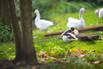 Some wild birds like ducks and geese  relax on a meadow in front of a lake