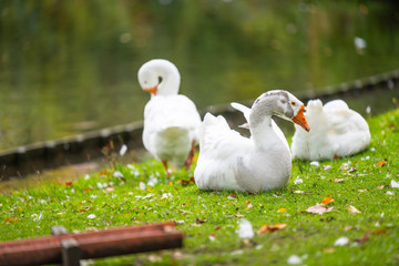 Focus on relaxed wild birds nipping  on a leg