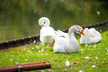 Focus on relaxed wild birds nipping  on a leg