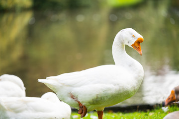 Focus on relaxed wild birds nipping  on a leg