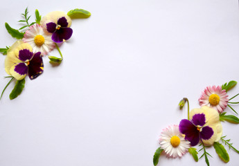 Festive floral arrangement of flowers of pansies, daisies and green leaves on a white background. Flat Lay. Copy Space. Top view 