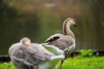 Focus on relaxed wild birds nipping  on a leg