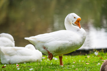 Focus on relaxed wild birds nipping  on a leg