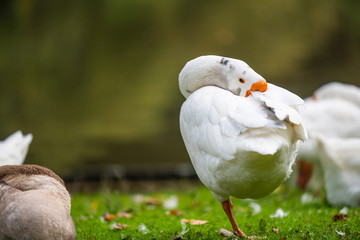 Focus on relaxed wild birds nipping  on a leg