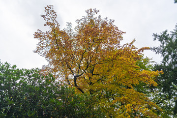 Obraz premium The autumn shows his face in the trees and lets the dress of the trees slowly wither and fall