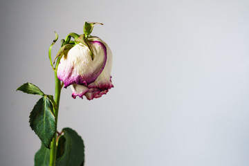 Dried withered rose flower on wall background