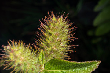 Weeds, Acalypha aristata