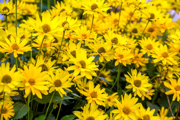 A yellow daisy blooms in the country garden 