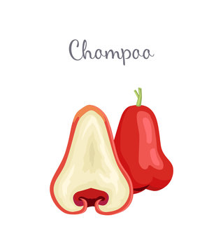 Champoo exotic juicy fruit whole and cut vector isolated. Java apple, Semarang rose-apple and wax jambu, Syzygium samarangense. Tropical edible food icon