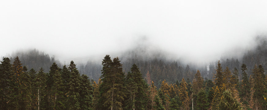 Panorama Forested mountain slope in low lying cloud with the evergreen conifers with telecabin passing shrouded in mist in a scenic landscape view
