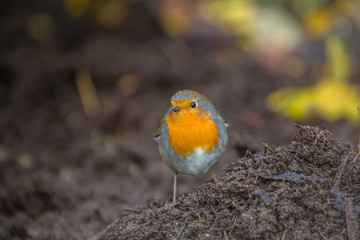 European robin (Erithacus rubecula)