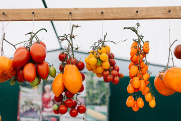 Tomato cultivars in farmers market. colorful variety of organic tomato. Different varieties of red, orange, yellow tomatoes