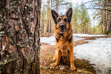 Dog German Shepherd in the forest in an early spring