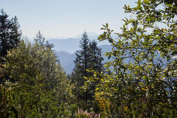 Fototapeta premium Mountain peaks visible through the trees on a good summer day