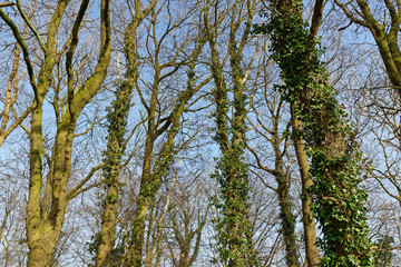 Stieleichenwald im Herbst