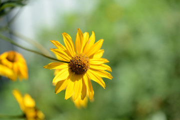 Bright yellow Rudbeckia flower in a summer garden lit by the sun close-up