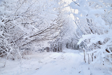 Snowy road among the trees covered with frost on a winter