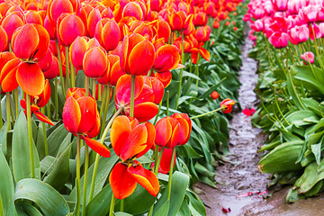 orange and pink variegated tulips planted in rows on propagation farm
