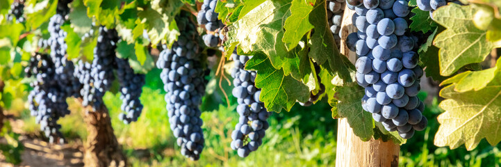 A panorama of wine grapes at a vineyard right before the autumn harvest, selective focus