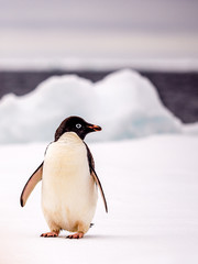 Adelie penguin standing on an ice floe in Antarctica