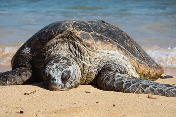 Turtle on Beach