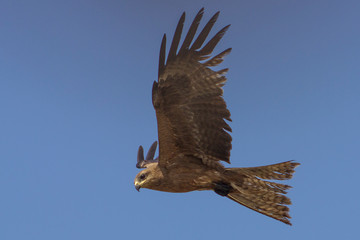 A Wild Kite