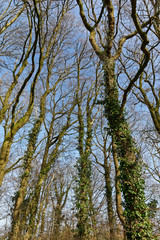 Stieleichenwald im Herbst