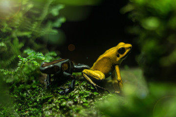 Mimic Poison Frog, on branch. Soft focus.