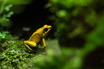 Mimic Poison Frog, on branch. Soft focus.