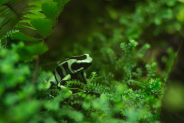 Mimic Poison Frog, on branch. Soft focus.