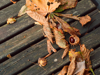 beautiful yellow autumn leaves on the sidewalk