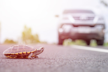 Naklejka na ściany i meble Driver stop the car to let turtle walking on the road. Safety and be careful driving concept